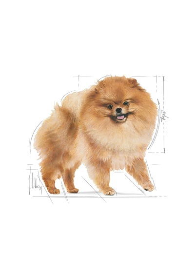 Royal Canin Köpek Mama Pomeranian Köpek Konserve 12x85 Gr
