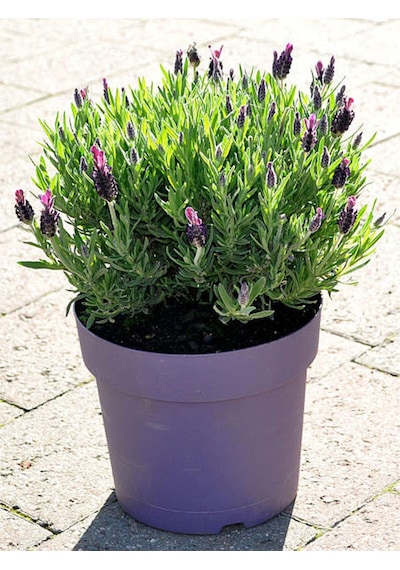 Mor Lavanta 20 60 Cm 5 Adet Saksılı/ Tüplü Çiçekli Iç/ Dış Mekan Bitkisi Lavandula