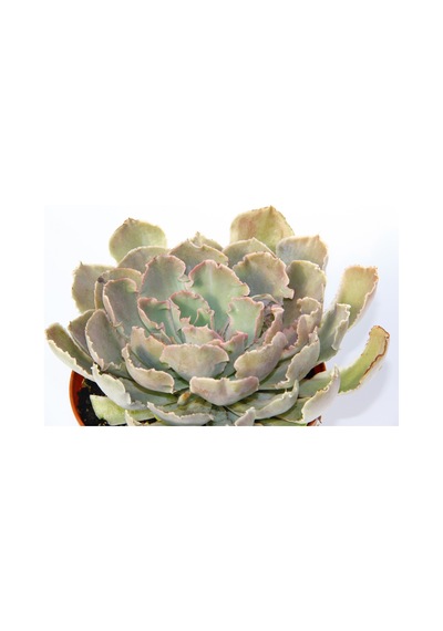 Echeveria - Büyük Boy Sukulent