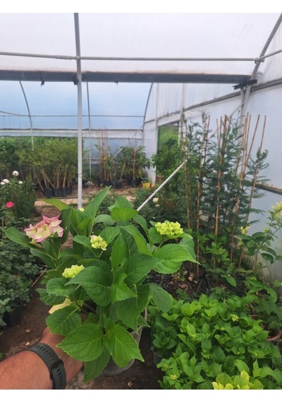 2 Yaş 3-4 Gövdeli Pembe Ortanca Çiçeği-40-60 Cm