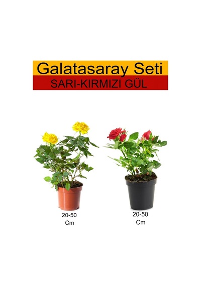 2'li Takım Seti Sarı- Kırmızı Gül Dış Mekan Bitkisi