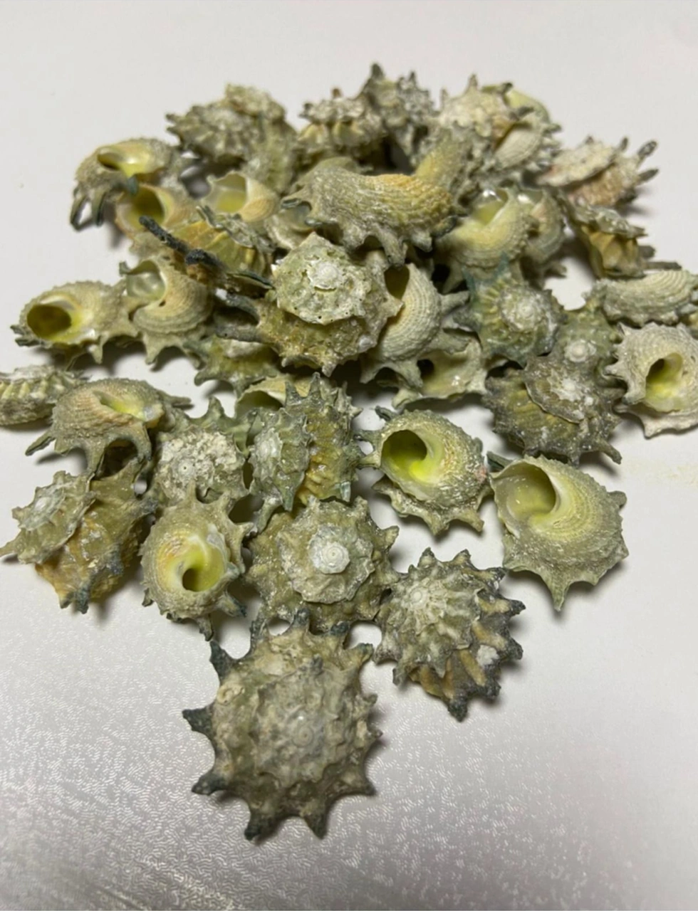 Gerçek Deniz Kabuğu - Solus İter - Deliksiz - 50gr, Ort. 25 Adet