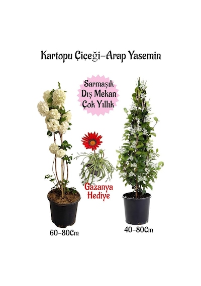 Kartopu Çiçeği 1 Adet +arap Yasemini 1 Adet+kırmızı Gazanya Saksılı Bahçe Seti