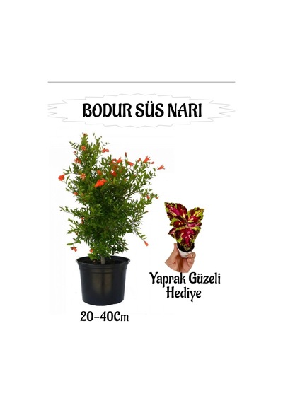 Bodur Süs Narı Fidanı 1 Adet Saksılı/tüplü+ Sihirbaz Yaprak Güzeli Hediyeli Bahçe Peyzaj Seti