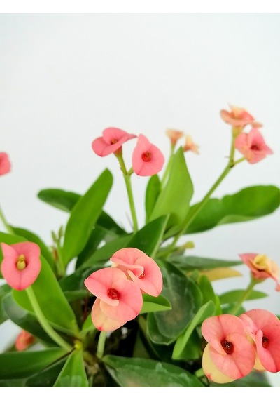 Videolu Pembe Alacalı Milli Dikenler Tacı 1 Adet Saksılı 25-45 Cm Euphorbia