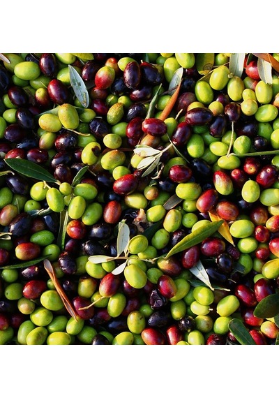 5 Adet Gemlik Sofralık Zeytin Fidanı 2 Yaş