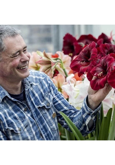 Amaryllis Gr. Diva Kokulu Güzel Hatun Çiçeği Soğanı 1 Adet