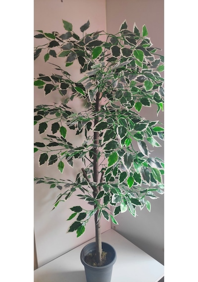 Rüzgar Çiçekcilik 160 Cm Ficus Ağacı Yeşil