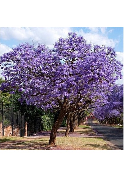 Jakaranda Ağacı Tohumu 10 Tohum Jacaranda + Tohumu