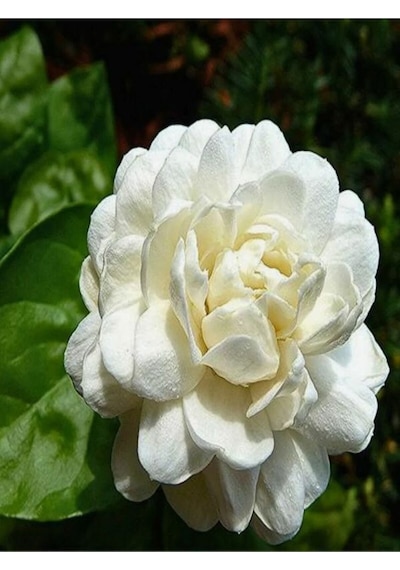 Ful Yasemin Fidanılı 1 Adet 40-60 Cm Jasminum Sambac