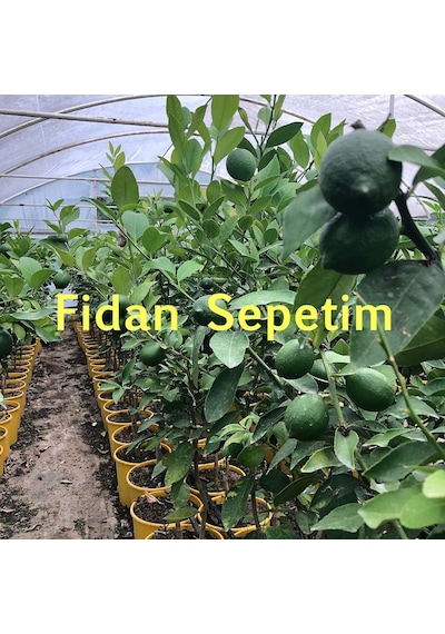 5 Yaş Aşılı 7 Veren Yediveren Mayer Limon Fidanı Üzeri Çiçekli