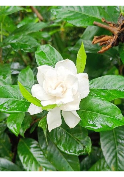 Videolu 1 Adet Yoğun Kokulu Gardenya Çiçeği 20-35 Cm Saksılı Iç Mekan Bitkileri Gardenia