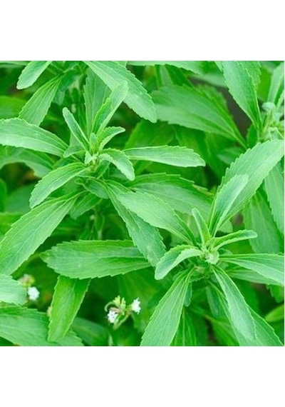 Doğal Şeker Otu Stevia Tohumu 40 Tohum