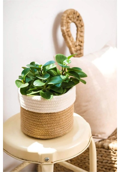 Mavaux Dekoratif Jüt Saplı Hasır Sepet Saksı 20cm X 20 Cm, Jüt Bej Saksılık, Dekoratif Saksı Ve Havluluk Jüt