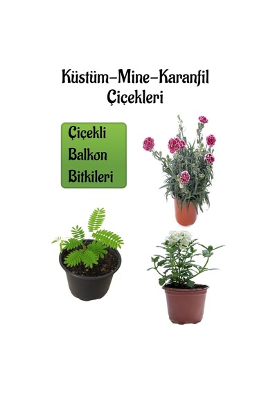 Küstüm Çiçeği 1 Adet 8/10cm +ebruli Karanfil Çiçeği 10-15cm+beyaz Mine Çiçeği 10-15cm