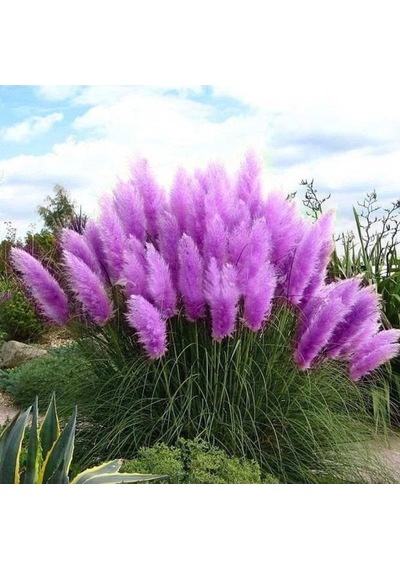 Tohum Dünyam 50 Adet Daisy Garden Purple Pampas Tohumu Diğer