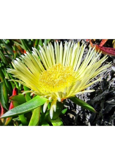 Kaz Ayağı Çiçeği Carpobrotus Acinaciformis Yer Örtücü Bitki