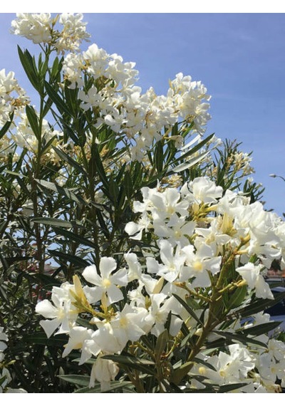 Videolu Zakkum Çiçegi Fidanı B Eyaz Çiçekli 70 100 Cm 1 Adet Dış Mekan Bitkisi Nerium Oleander