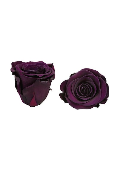 Rose Amor Mor Renk Mini Şoklanmış Gül 767