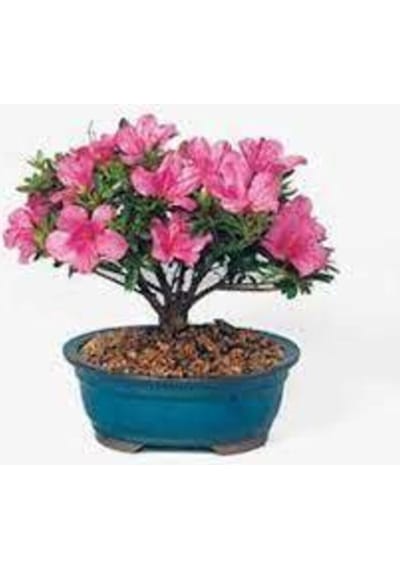 2 Adet Tohum Orkide Bonsai Ağacı Tohum Bodur Bonsai Orkide Ağacı Tohum Saksı Toprak