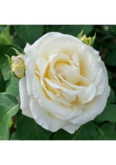 Chopin Beyaz Gül Fidanı 1adet Saksılı 50-70cm Dış Mekan "white Rose"