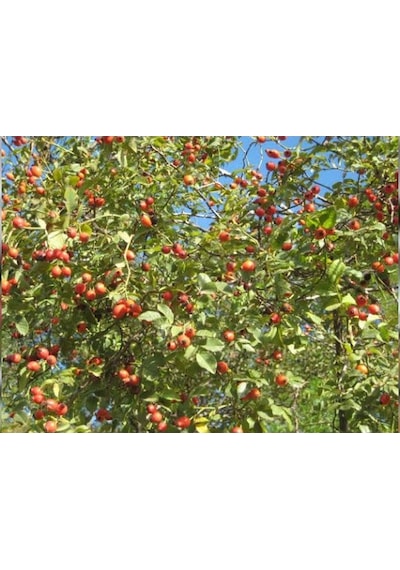 Lokman Aktar Kuru Kuşburnu 100 G