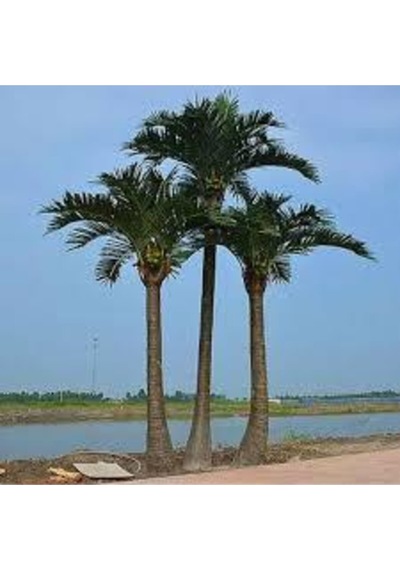 10 Adet Tohum Washingtonia Rabusta Palmiye Tohumu
