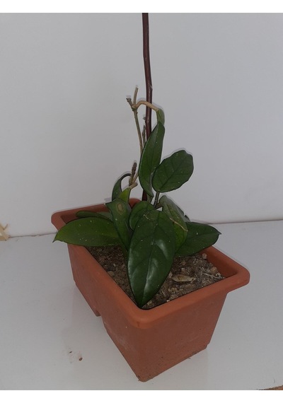 Serada Decor & Plant Mum Çiçeği 20 40 Cm Canlı