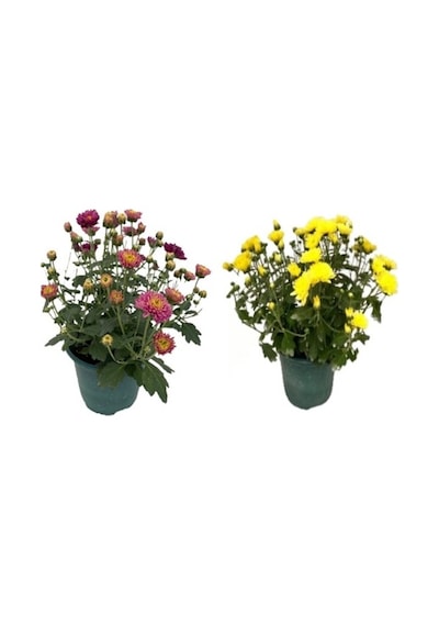 Kasımpatı Fidanı 2 Li Set 10-20 Cm