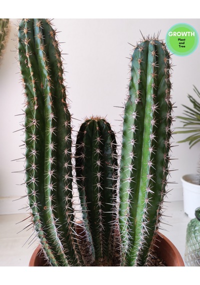 Abarginum Kaktüs 43cm 1 Adet