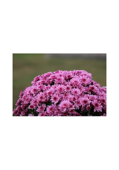 Pembe Kasımpatı Çiçeği Fidanı Saksılı 10-20 Cm