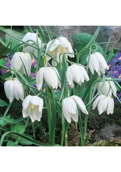 Fritillaria Alba White Ters Lale Soğanı 1 Adet