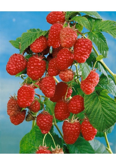 3 Lü Ahududu Fidanı Seti 1 Yaşında Rubus İdaeus Bahçeniz İçin