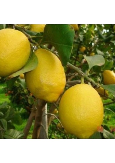 3 Yaş Grande Jumbo Limon Fidanı