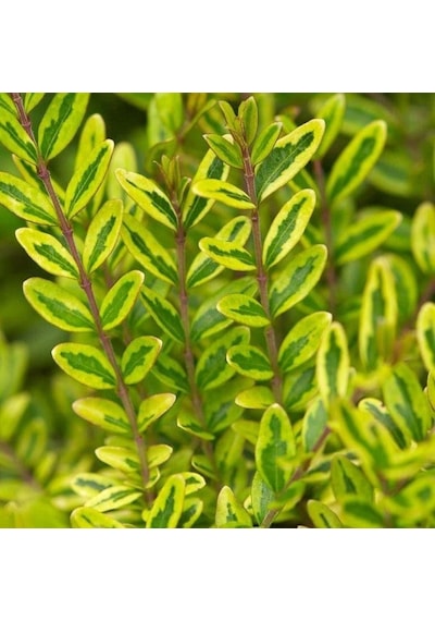 Yayılıcı - Yer Örtücü Hanımeli 'Lonicera Lemon Beauty' 10'lu Set