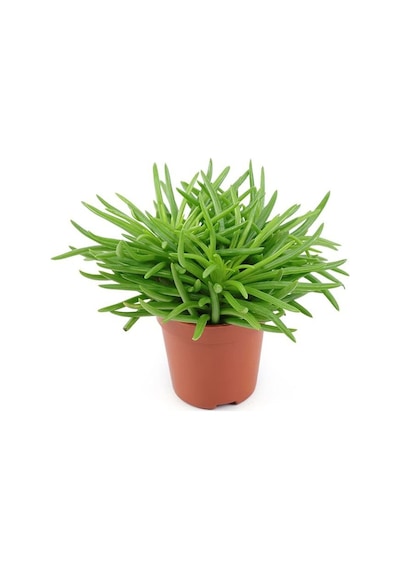 Etli Çalı Senecio Senecio Himalaya - Senecio Barbertonicus 20 A