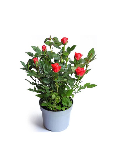 Videolu Çıtır Minyatür Kırmızı Renkli 20 30 Cm 1 Adet Tüplü Aşılı Gül Red Rose