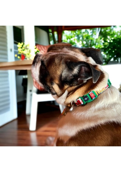 Köpek Boyun Tasması Geri Dönüştürülmüş, Ayarlanabilir, Emniyet Tokalı Küçük Ve Büyük Irklar İçin Tüy Toplamaz, Yıkanabilir, Airtag & İsimlik Uyumlu, Beyaz Small