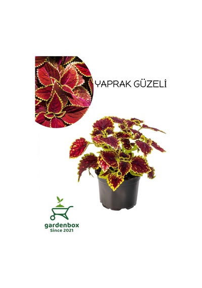 Çilli Yaprak Güzeli Çiçeği 1 Adet Kolyos 10-20cm