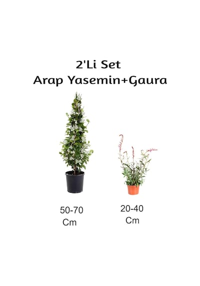 Arap Yasemin Çiçeği+ Gaura Çiçeği 2'li Set Dış Mekan Bitkisi