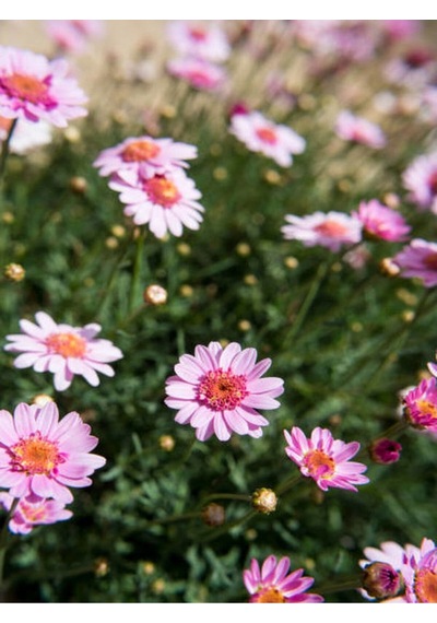 Renkli Yaz Papatyası Çiçekli 20 35 Cm 2 Adet Saksıda Leucanthemum