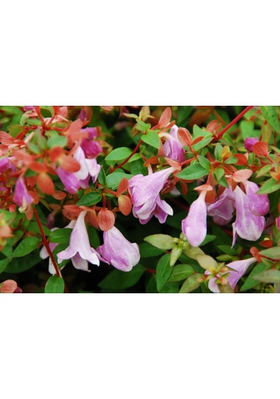 Saksıda Güzellik Çalısı Pembe Çiçekli Abelya abelia