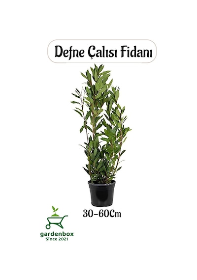 Defne Fidanı 30-60cm 1 Adet Saksılı/tüplü Bahçe Bitkisi Laurus Nobilis