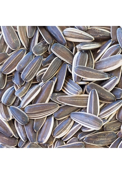 Dakota Çekirdek Çiğ 500  G