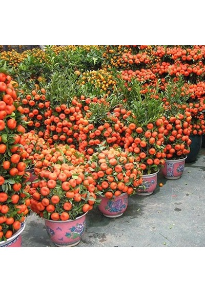 Bodur Mandalina Ağacı Tohumu 3 Tohum + Bonzai Tohumu