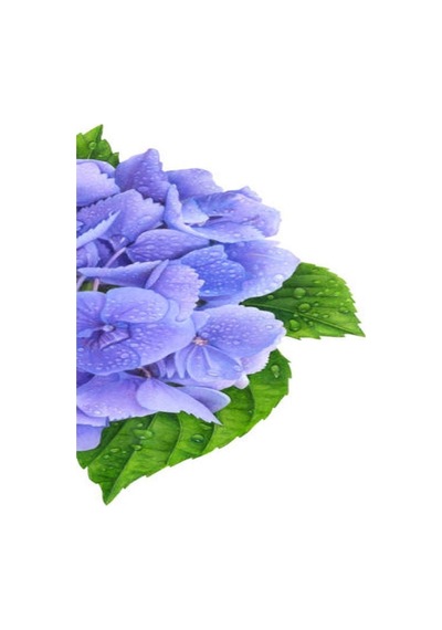 Videolu Ithal Mavi Tivoli Ortanca Çiçeği Fidanı 25-45 Cm Saksılı Çiçekli Bodur Blue Hydreangea