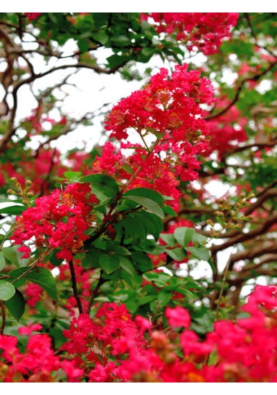 Videolu Kırmızı Çiçekli Oya Ağacı Fidanı 30 60 Cm 1 Adet Saksılı Dış Mekan Lagerstroemia Indica