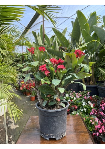 Videolu Dikenler Tacı 25 40 Cm Saksılı Kaktüs Euphorbia