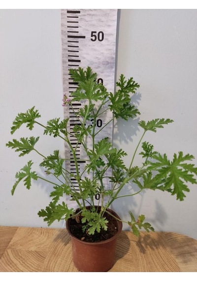 Itır Çiçeği Fidanı Hoş Kokulu Iç Ve Dış Mekan Bitkisi 10-20 Cm