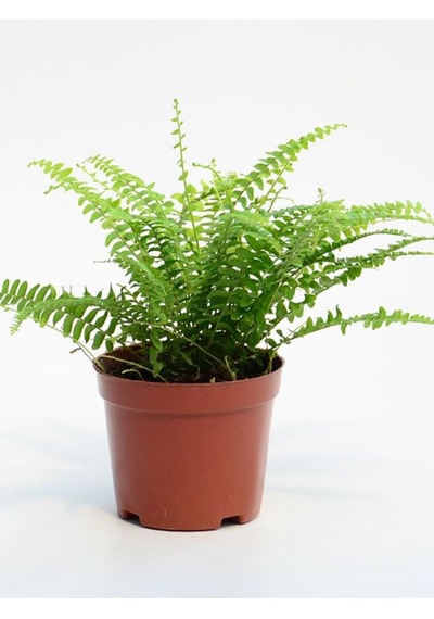 Barış Çiçeği 30-45cm -aşk Merdiveni-yeşil Kılıç 20-30cm -pothos Sarmaşığı 20-45cm
